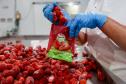 Com Indicação Geográfica, morango do Norte Pioneiro impulsiona renda de produtores