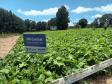 Com foco no mercado internacional, nova cultivar de feijão IPR Cardeal é lançada em Pato Branco