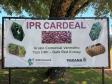 Com foco no mercado internacional, nova cultivar de feijão IPR Cardeal é lançada em Pato Branco