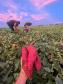 Agricultores familiares de Paiçandu inovam com produção de farofa de batata-doce