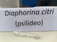 Adapar leva à ExpoLondrina 2024 programação sobre combate ao greening e biosseguridade na avicultura