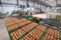 Produção de ovos do Paraná cresce 72% em uma década e mercado segue em expansão
