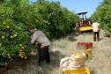 Produção de citros representa 53,7% da área de frutas no Paraná
