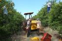 Produção de citros representa 53,7% da área de frutas no Paraná