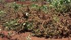 Alimento típico em festas juninas, amendoim tem maior área plantada no Paraná em 12 anos