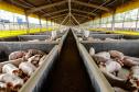 Produção de biogás a partir da suinocultura gera renda extra para produtores do Paraná