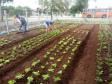 Programa Hortas Comunitárias inaugura segunda unidade