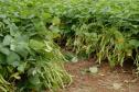 Iapar lança nova cultivar de feijão mais rentável