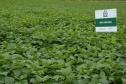Iapar lança nova cultivar de feijão mais rentável