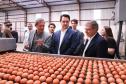 Granja em Cascavel é pioneira na produção de ovos com galinhas criadas em sistema sem gaiolas