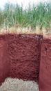  produtores adotam tecnologia de monitoramento da qualidade do manejo dos solos e o uso de plantas de adubação verde
