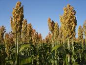 Sorgo