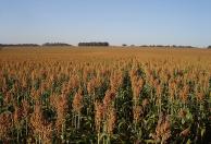 Sorgo