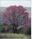 Figura 1 - Handroanthus heptaphyllus.