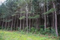 floresta