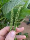 Amaranthus palmeri