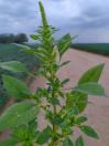 Amaranthus palmeri