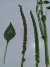 Amaranthus palmeri