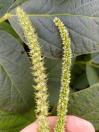 Amaranthus palmeri