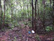 Figura 6 - Pesquisa botânica em parcelas fitossociológicas em cabeceira de drenagem.