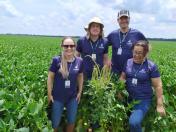 Regina Alves Pereira, Anderson Lemiska Paulo R. de Paula Brandão e Camila Roberta Javorski Ueno - Servidores da Adapar em visita e treinamento a região infestada no Mato Grosso 