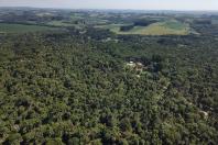 Com protagonismo da erva-mate, Paraná é destaque nacional na produção florestal