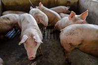 Biogás diminui custos de produção e gera renda para suinocultores de Pato Bragado