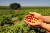 Mesmo com menor produção, café garante mais rendimento ao produtor paranaense