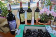 marialva-caminhos_da_uva-11-05-23_361.jpg