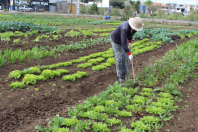 Segurança alimentar
