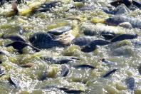 peixe