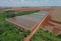 Volume de exportação de tilápia do Paraná cresce 47% em 2024 e vai para 27 países