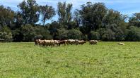 Mostra Tecnológica destaca integração lavoura-pecuária e soluções sustentáveis para a agropecuária no Paraná 