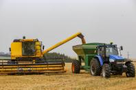 Colheita do trigo avança e confirma safra recorde em produtividade no Paraná, aponta Deral