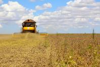 Exportações e consumo interno impulsionam alta nos preços dos suínos no Paraná