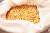 Exportações de milho crescem 179% no Paraná e triplicam a receita em relação ao ano passado