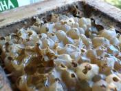 Seminário de meliponicultura reúne mais de 500 participantes em Prudentópolis