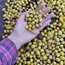 23ª edição do Concurso Café Qualidade Paraná comprova a força da mulher no campo