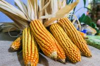 Milho encerra 2025 como principal aposta do produtor paranaense, aponta balanço do Deral