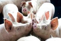 Deral calcula que VBP do Paraná ultrapasse R$ 200 bilhões em 2025