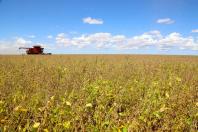 Chuvas de verão favorecem lavouras e colheitas avançam no Paraná, aponta Deral