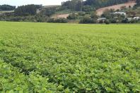 Cultivares desenvolvidas no Paraná representam quase 40% das sementes de feijão do País