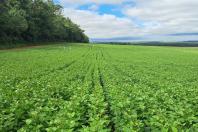 Cultivares desenvolvidas no Paraná representam quase 40% das sementes de feijão do País