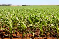 Soja e milho avançam no Paraná sob influência de altas temperaturas e chuvas irregulares, aponta Deral