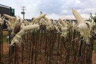 Resistentes e rentáveis: Estado lança cultivares de milho e mandioca no Show Rural