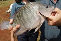  Paraná alcança marca de 273 mil toneladas de peixes em 2025 e lidera produção nacional