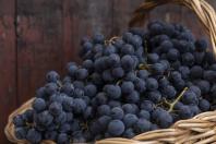 Rota da Uva & Vinho: Paraná lança circuito para impulsionar vitivinucultura e valorizar tradições