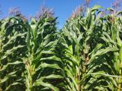  Potencial produtivo: IDR-Paraná lançará cultivar de milho branco no Show Rural 2026