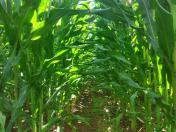  Potencial produtivo: IDR-Paraná lançará cultivar de milho branco no Show Rural 2026