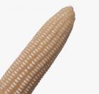  Potencial produtivo: IDR-Paraná lançará cultivar de milho branco no Show Rural 2026